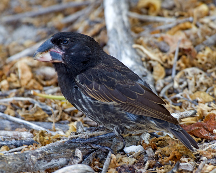 [Large Cactus-Finch]