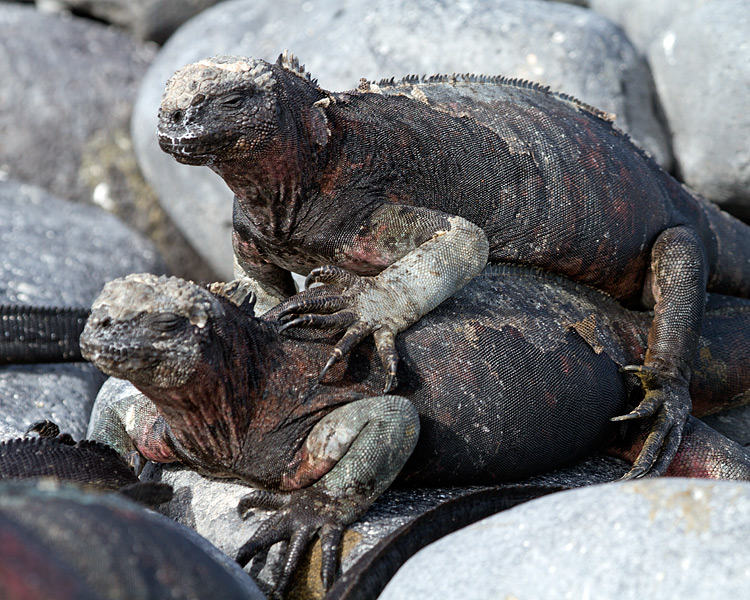 [Marine Iguanas]