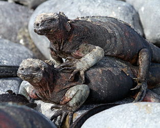 Marine Iguanas