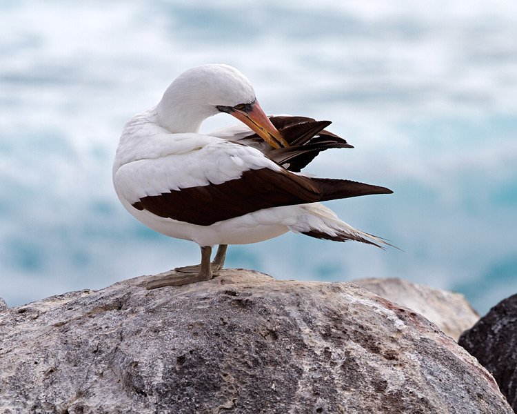 [Nacza Booby]