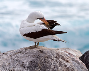 Nazca Booby