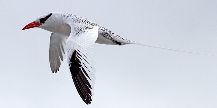 [Red-billed Tropicbird]