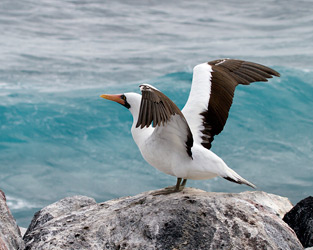 Nazca Booby