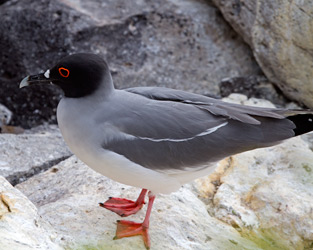 Swallow-tailed Gull