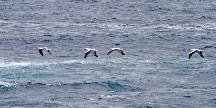 [Nazca Boobies]