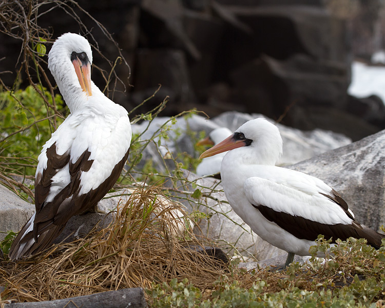 [Nazca Boobies]