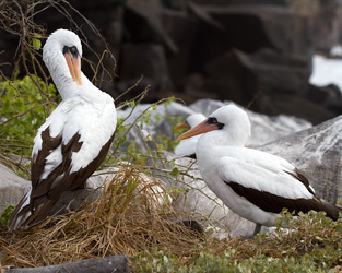 Nazca Boobies