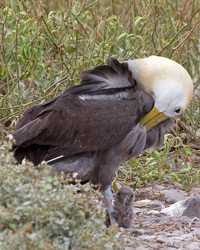 Waved Albatross with chick