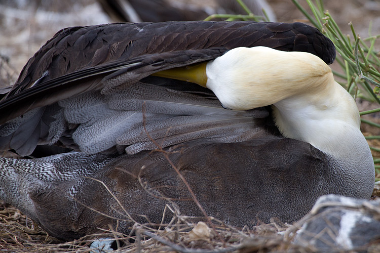 [Waved Albatross]