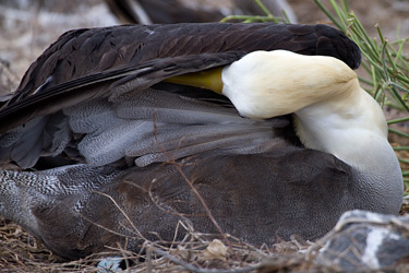 Waved Albatross