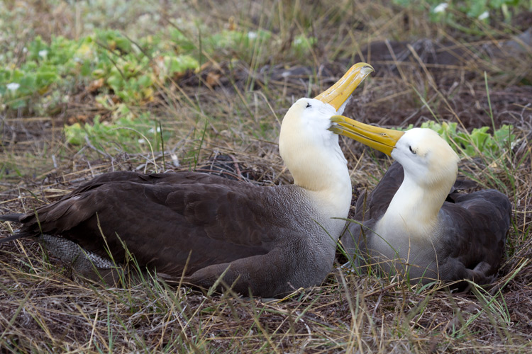 [Waved Albatrosses]