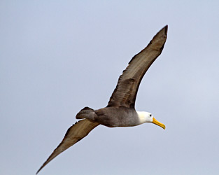 Waved Albatross