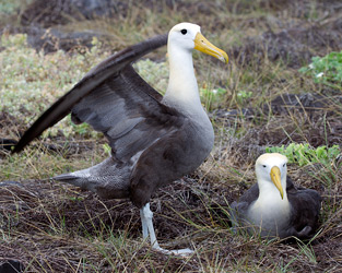 Waved Albatross