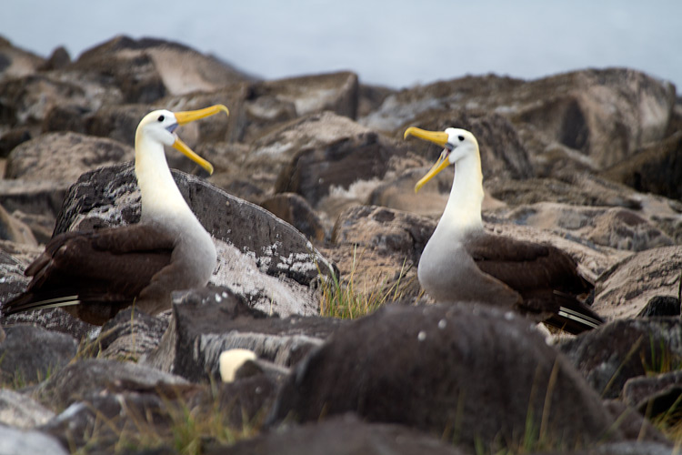 [Waved Albatrosses]