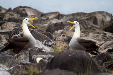 Waved Albatross