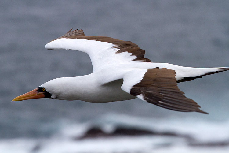 [Nazca Booby]