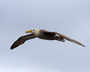 Waved Albatross