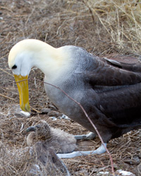 Waved Albatross with chick