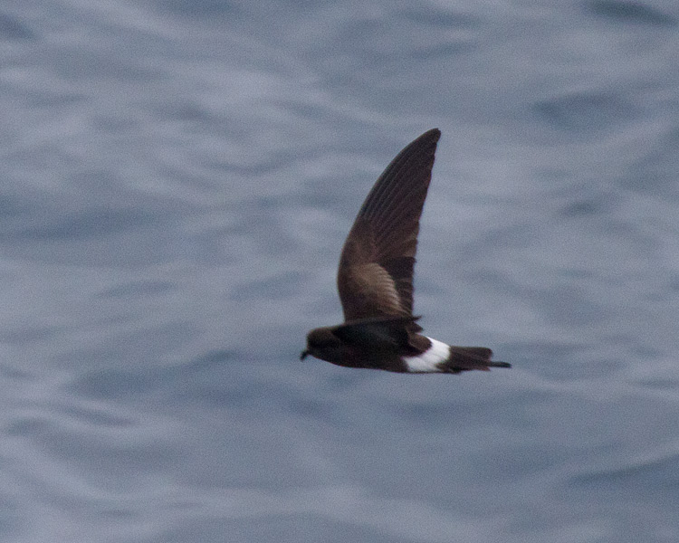 [Elliot's Storm-Petrel]