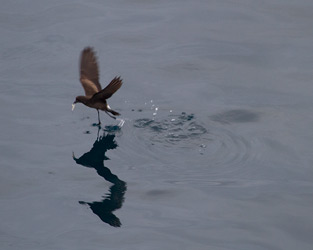 Elliot's Storm-Petrel