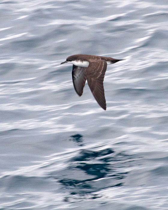 [Galapagos Shearwater]