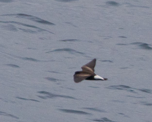 Wedge-rumped Storm-Petrel