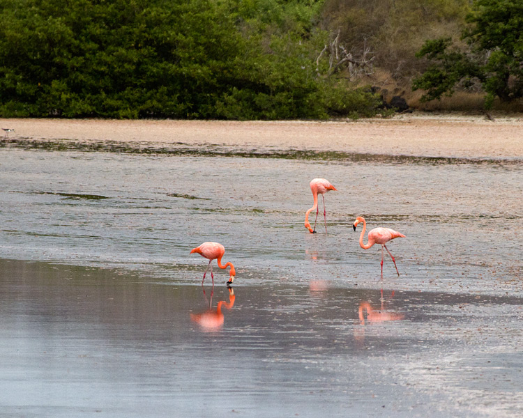 [American Flamingos]