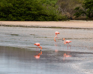 American Flamingos