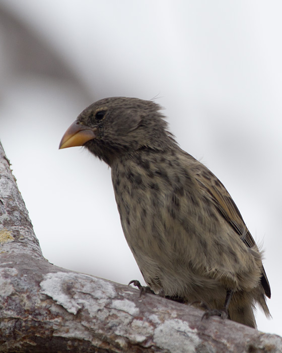 [Medium Ground-Finch]