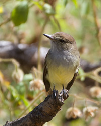 Galapago Flycatcher