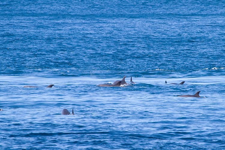 [Pod of Bottlenose Dolphins]