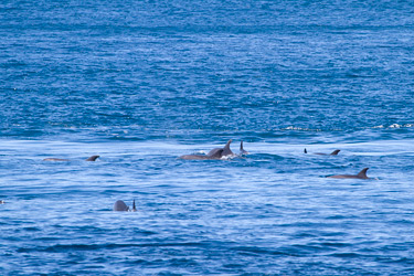 Bottlenose Dolphins