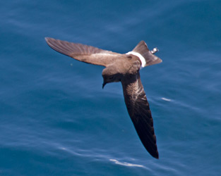 Elliot's Storm-Petrel