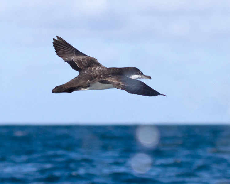 [Galapagos Shearwater]