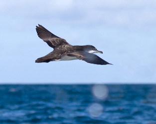 Galapagos Shearwater