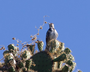 Floreana Mockingbird