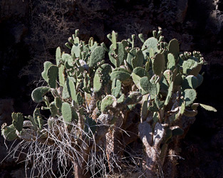 Giant Prickly Pear Cactus