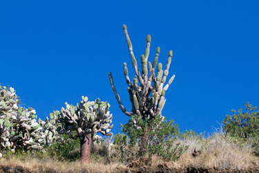 Cactus on Floreana