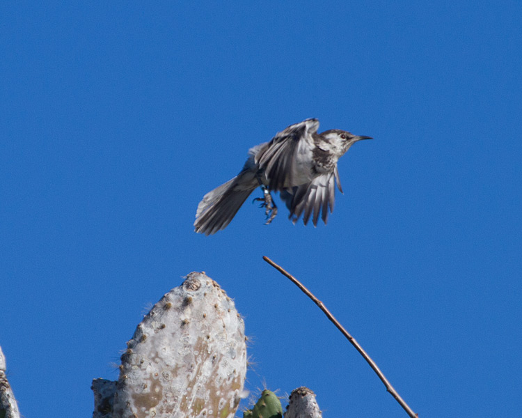 [Floreana Mockingbird]