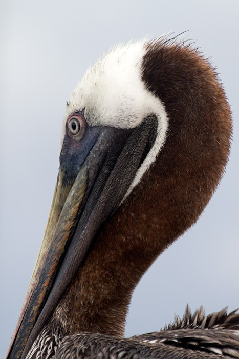 [Brown Pelican]