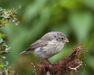 Small Tree-Finch