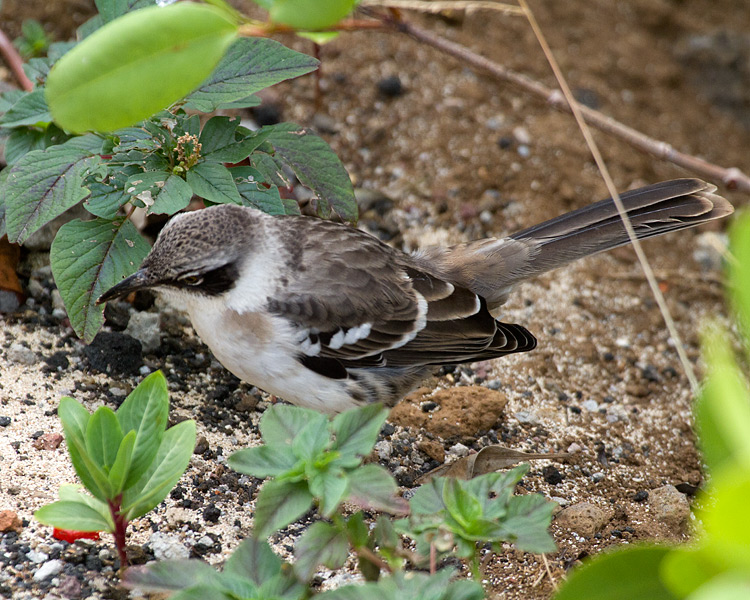 [Galapagos Mockingbird]