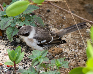 Galapagos Mockingbird