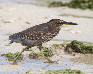 Lava Heron