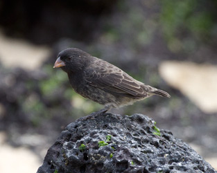 Medium Ground-Finch