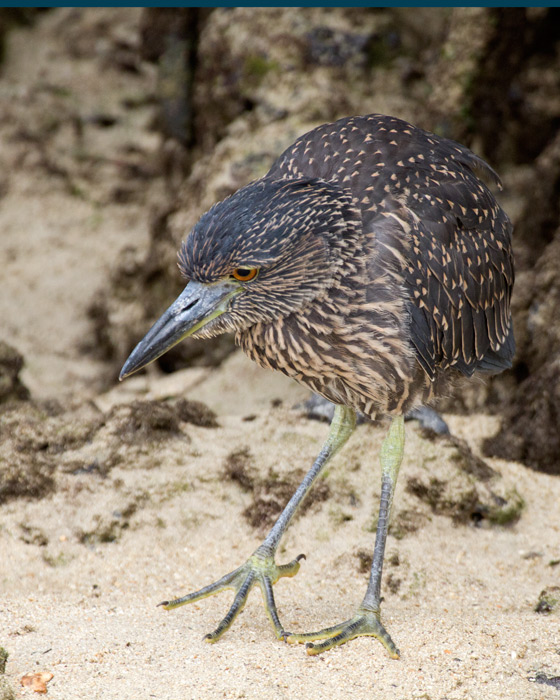 [Yellow-crowned Night-Heron]