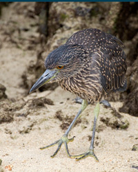 Yellow-crowned Night-Heron