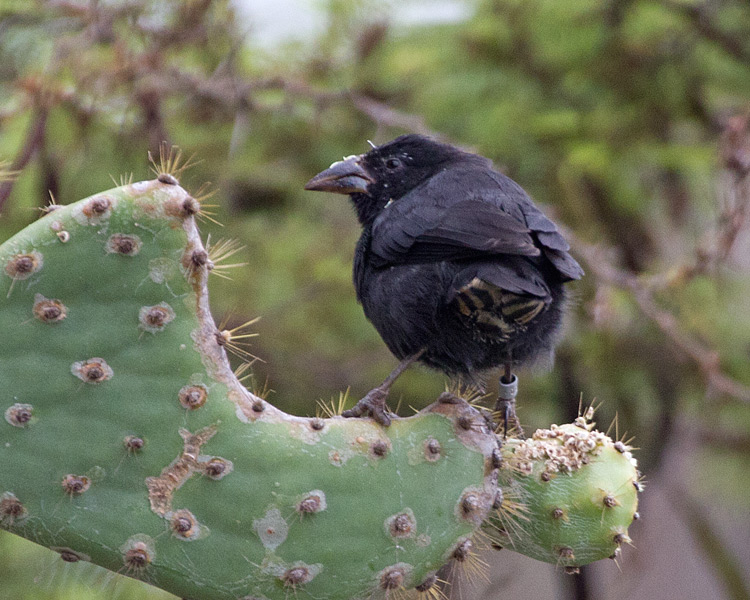 [Common Cactus-Finch]