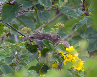 Vegetarian Finches