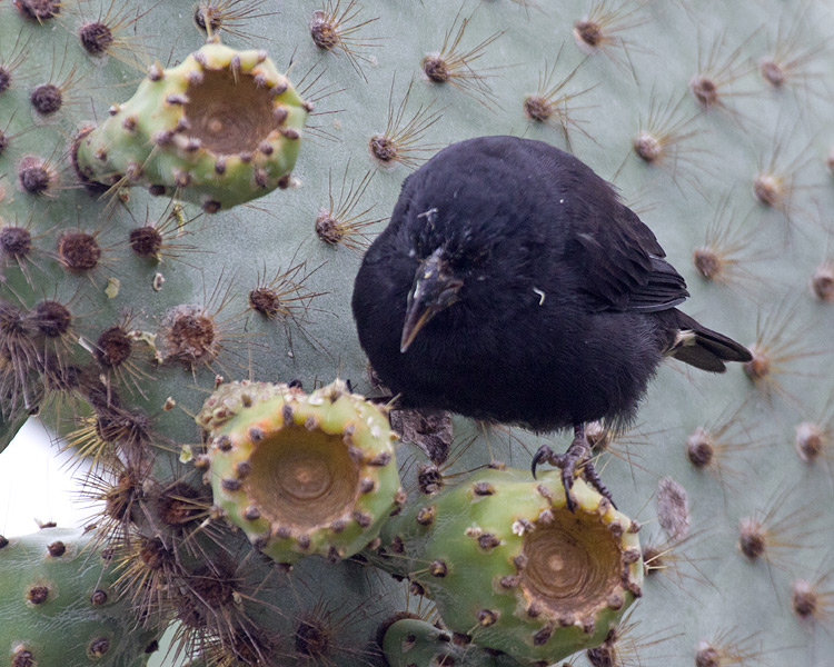 [Common Cactus-Finch]